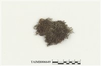 藏品(東亞鞭蘚)的圖片